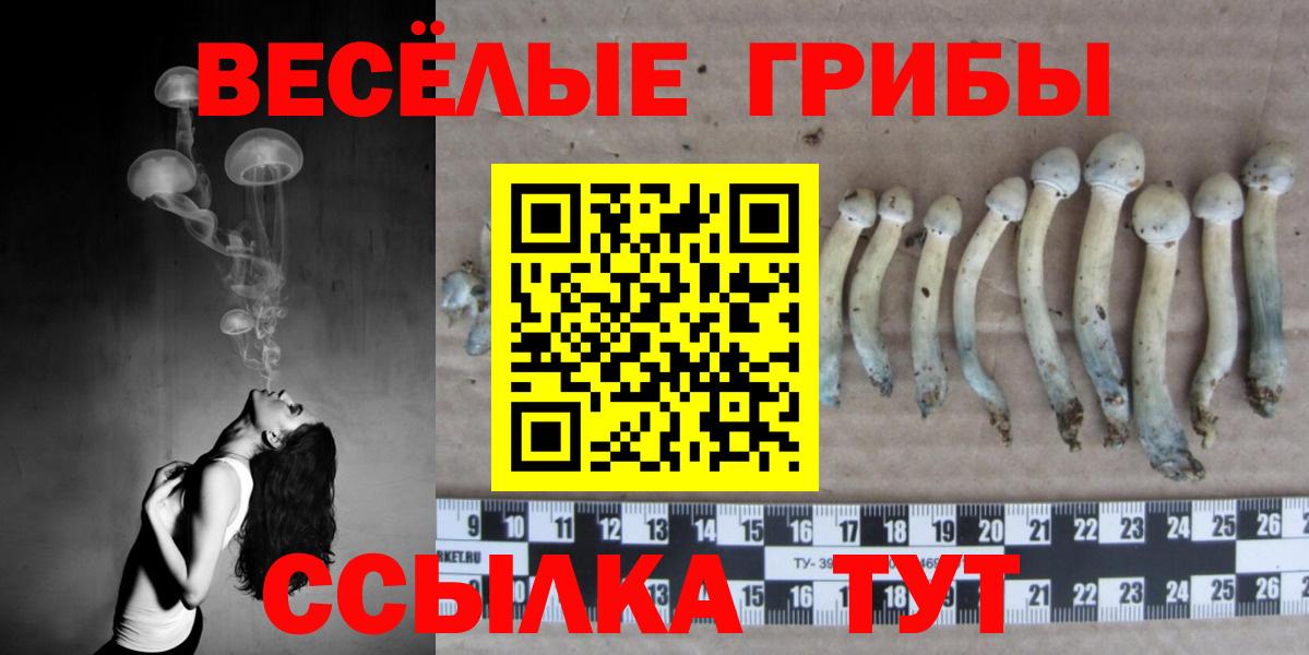 где купить наркоту  Вход с VPN  Гуково  Галлюциногенные грибы Psilocybe 